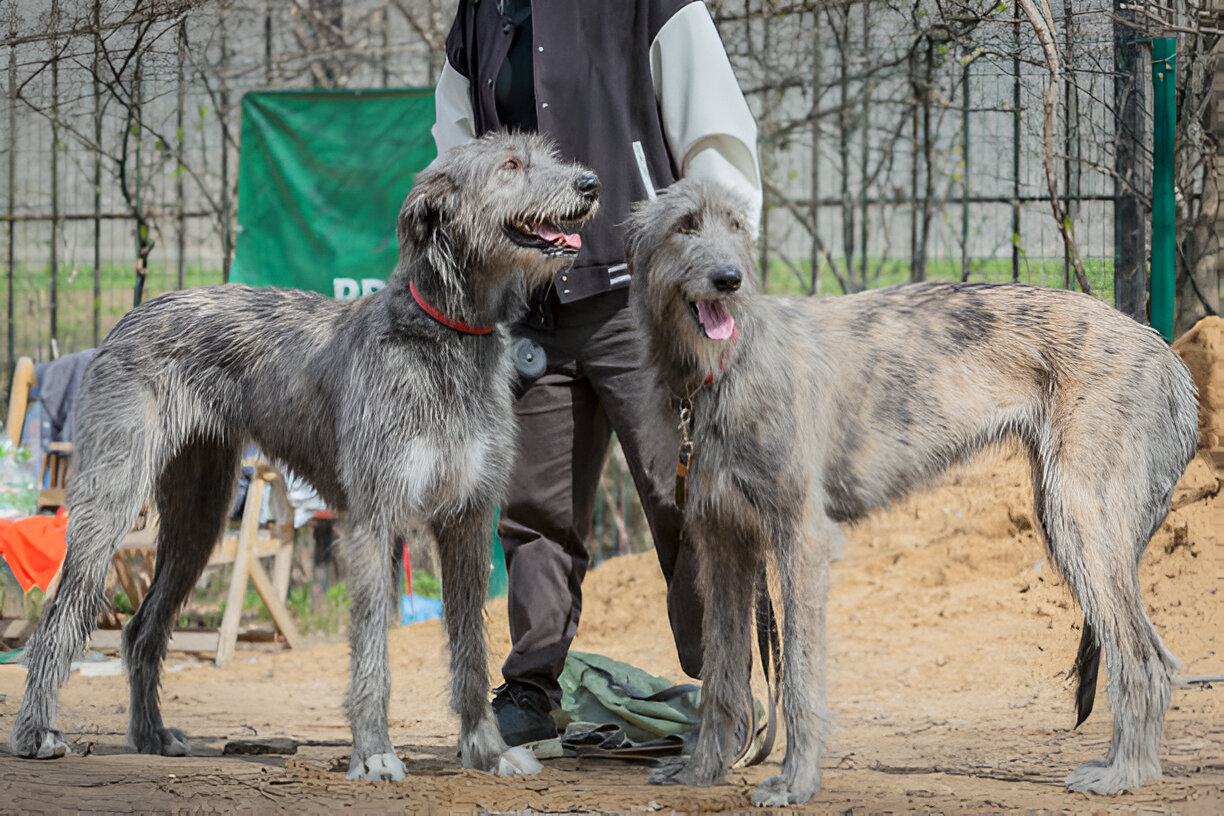 Reliable Dog Walker – Venice/Marina