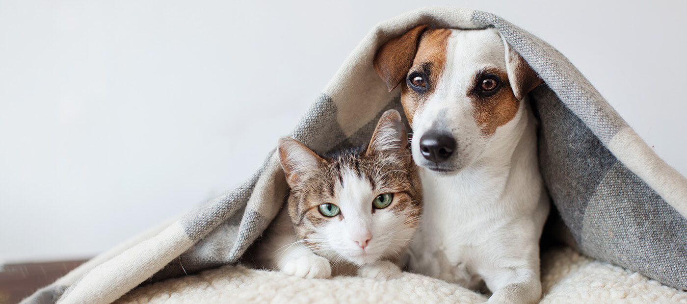 Overnight Pet Sitting – Cats or Dogs