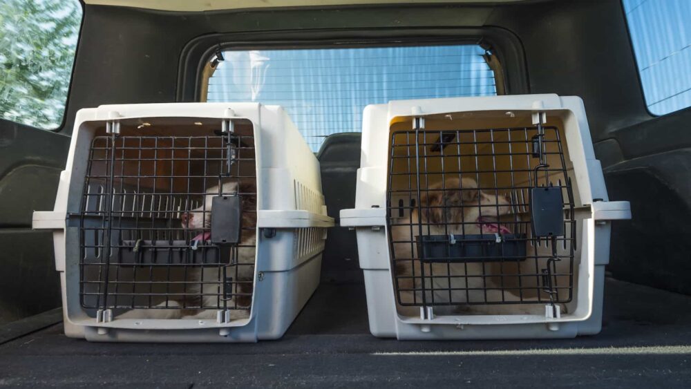 Pet Transport – Vet Appointment
