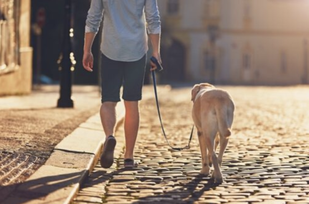 Daily Dog Walker – Medium Lab
