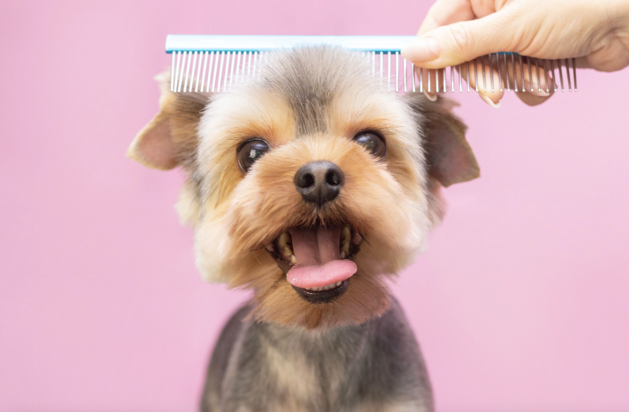 Mobile Dog Grooming – Terrier