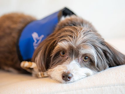 Pet Therapy Volunteer – Assisted Living