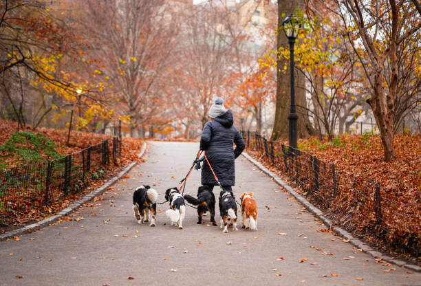 Dog Walker Available – Valley Area