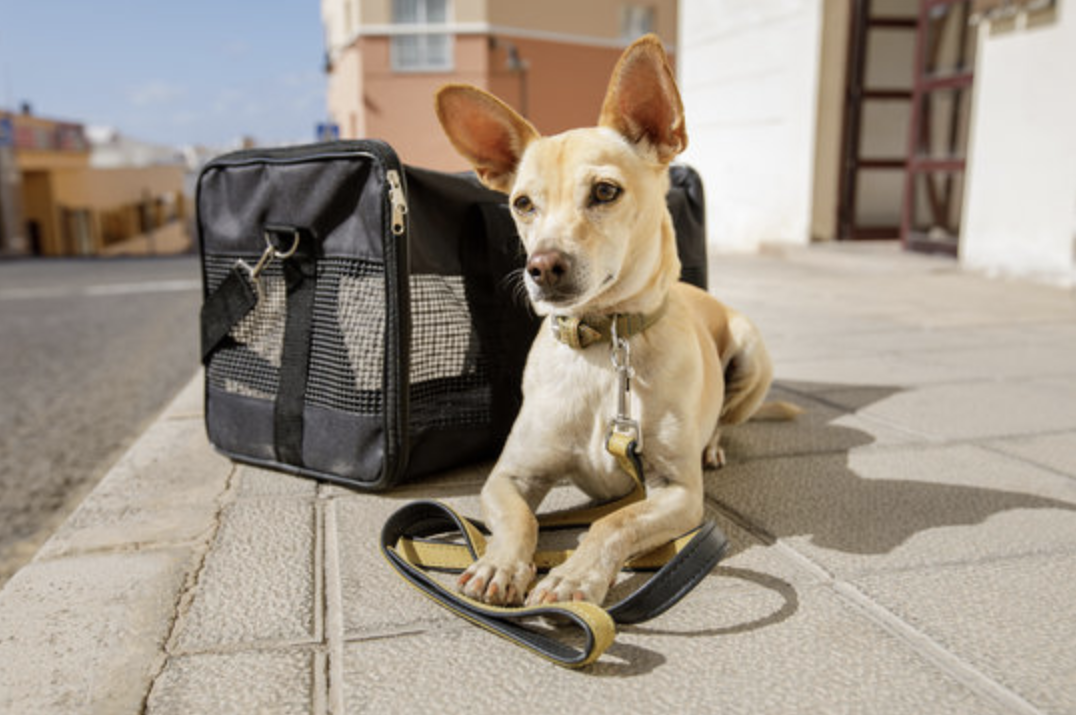Pet Boarding – Small Dog