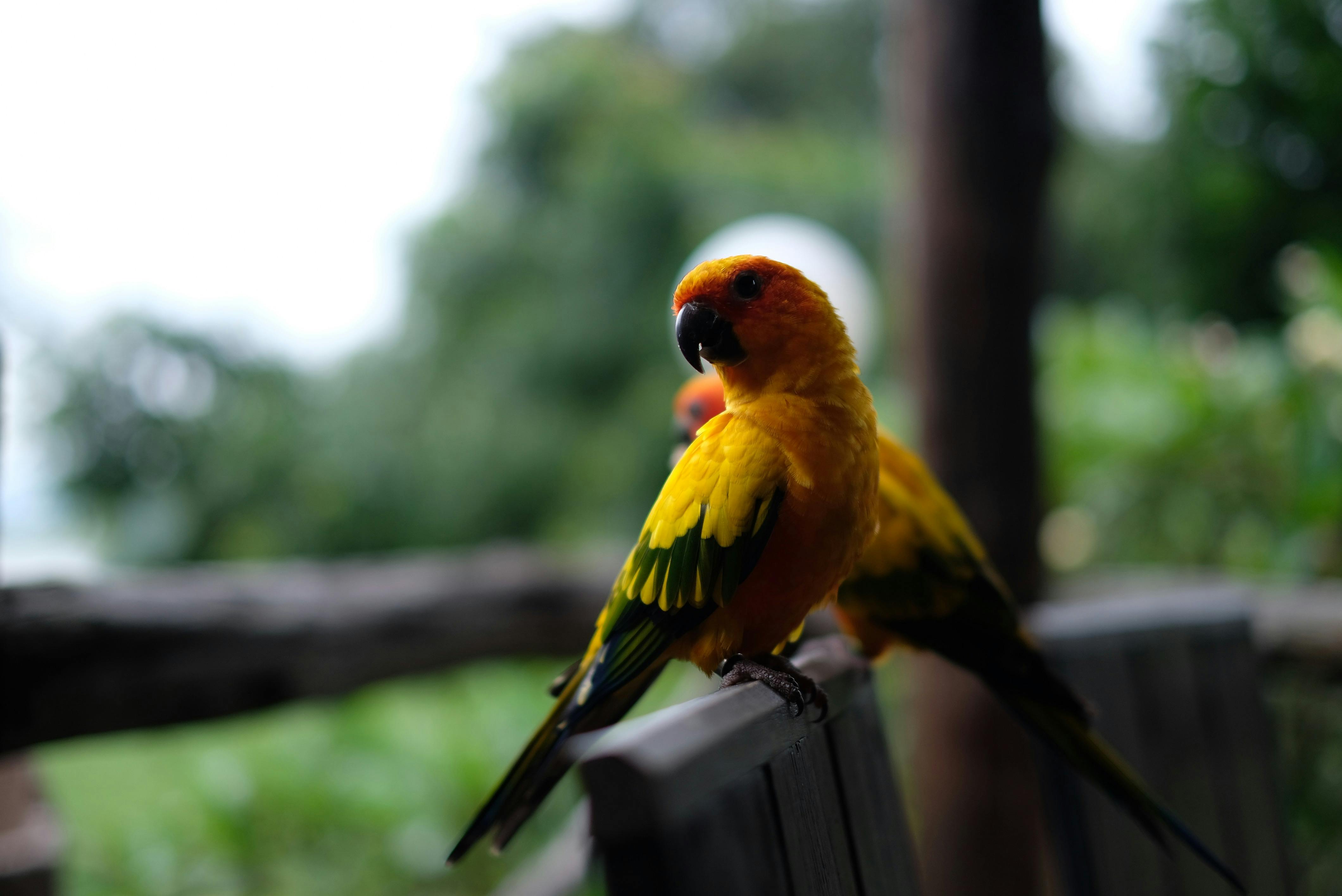 Bird Sitting – Parrots