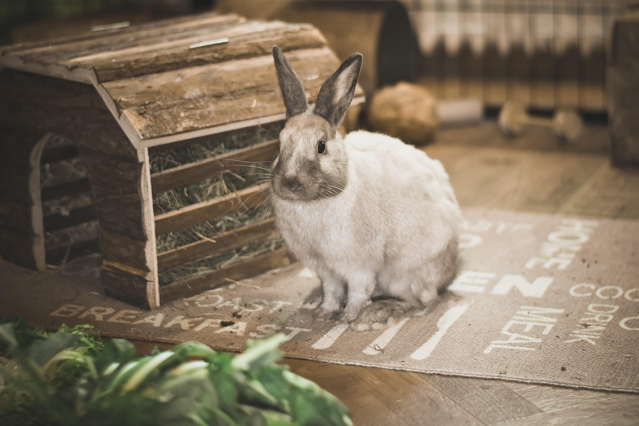 Rabbit Care – 1 Week