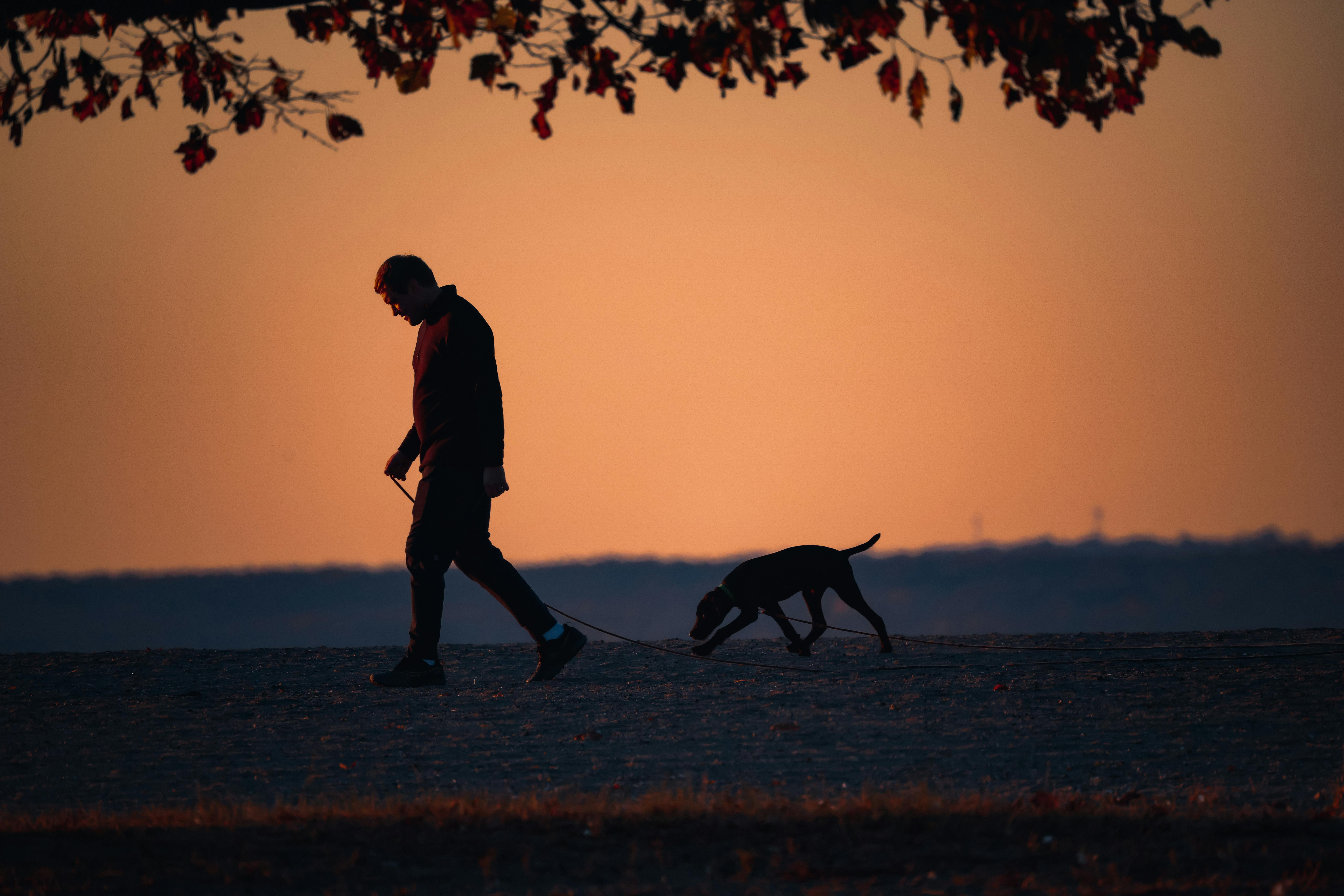 Dog Walker – Evenings