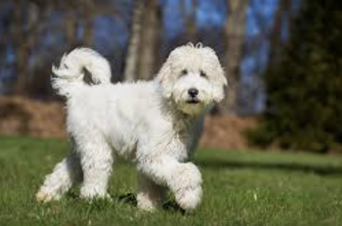 experienced dog walker
