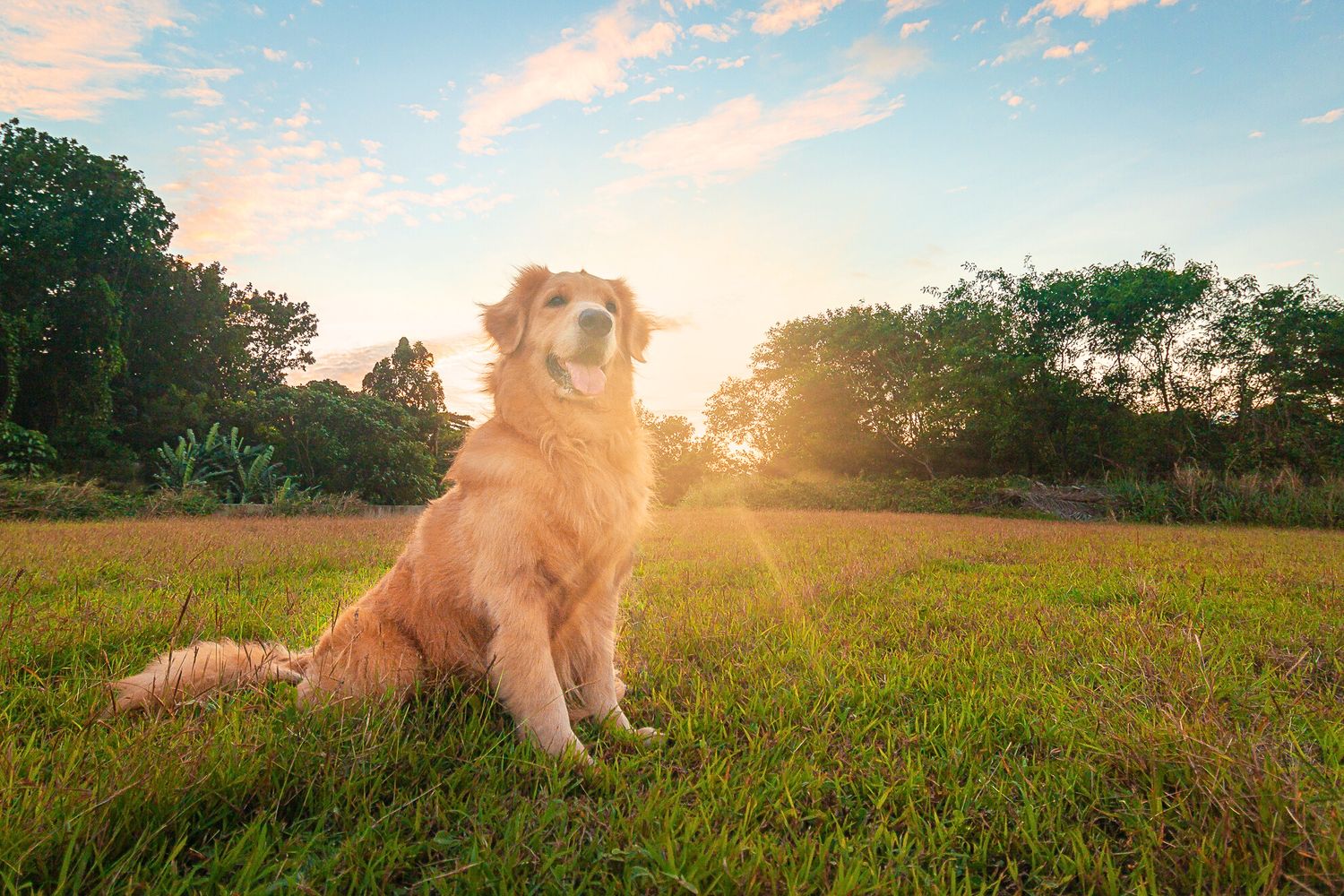 Pet Photographer – Outdoor Sessions